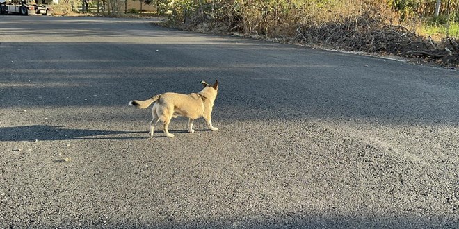 Ad�yaman'da, ba��bo� k�pe�in sald�rd��� �ocuk yaraland�