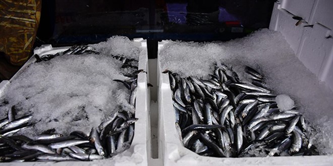 Hamsi sezonu erken açıldı