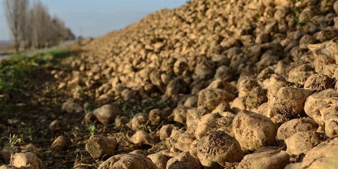 Tarım ve Orman Bakanlığı 'Şeker pancarı' alım fiyatını açıkladı