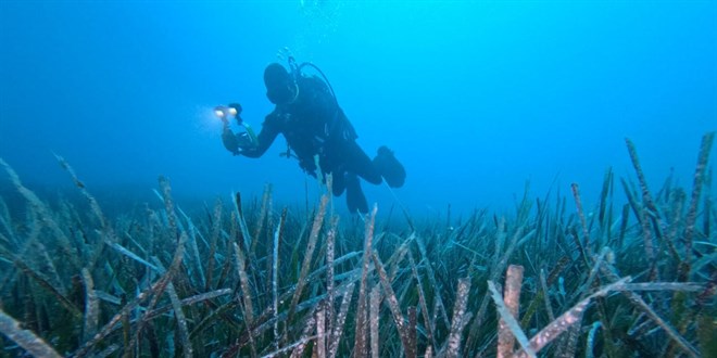 Göcek'te ekilen 10 bin deniz çayırının yüzde 70'i hayatta kaldı
