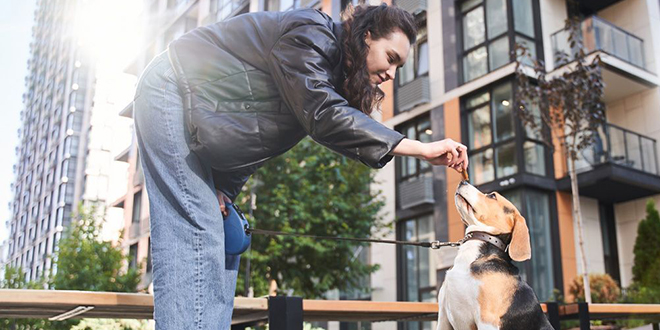 Sitelerde evcil hayvan krizi: Komu gerilimi mahkemeye tanyor