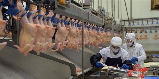 Tavuk eti yükseliyor, yumurta azalıyor