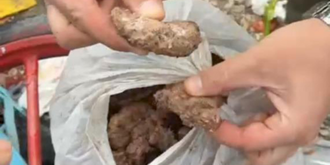 Pes dediren grnt! Zabta yakalamasa taraftara yedireceklerdi