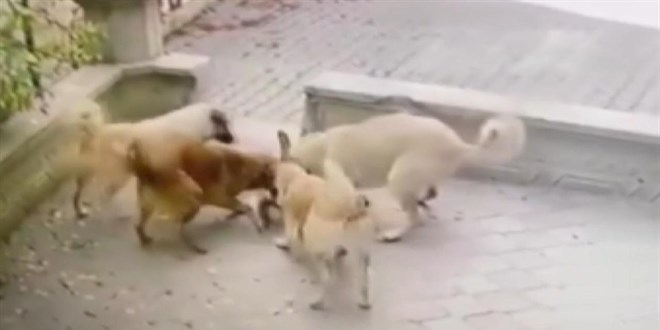 Ankara'da başıboş köpekler kediye saldırdı