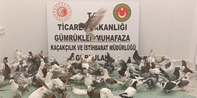 Türkiye'ye giriş yapan tırda kaçak 'güvercin' operasyonu