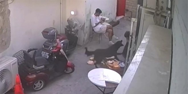 Beslediği başıboş köpek çocuğu ısırdı, 9 bin 300 lira ceza kesildi