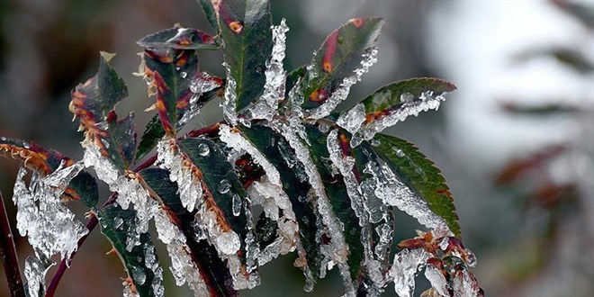 Zirai Don Olayını Araştırma Komisyonu son toplantısını yapacak