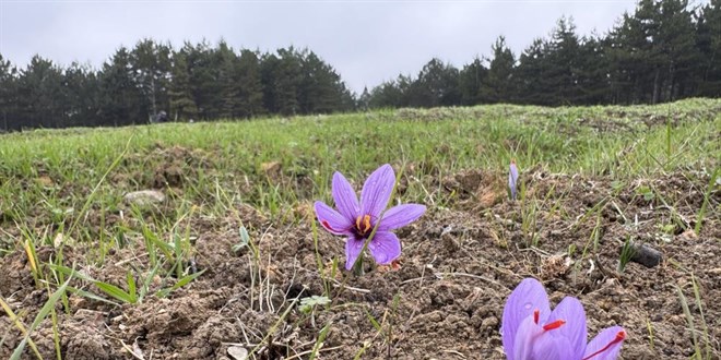 Dnyann en pahal baharat: Kilogram 600 bin liradan satlacak