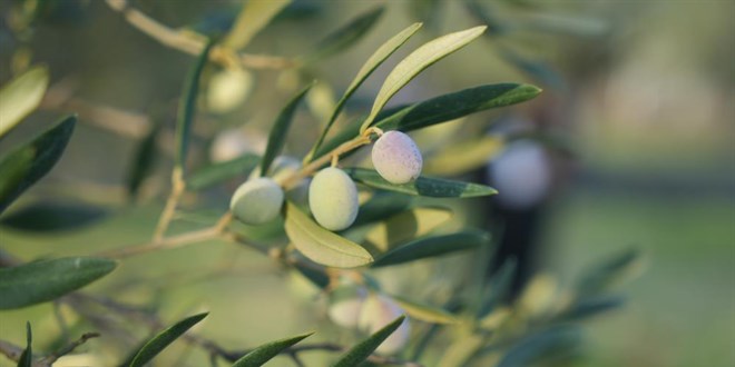 Zeytinyanda 'yok yl' etkisi: retimde yzde 35 d bekleniyor