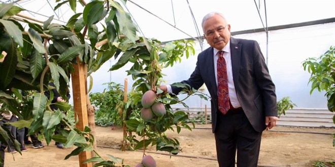 Tropik bitkilerden sebzeye: renciler seralarda deneyim kazanyor