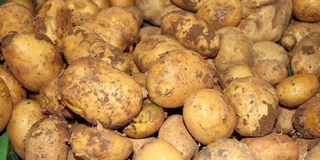 Ticaret Bakanlndan patates fiyatlarna ilikin aklama - Son Dakika Haber