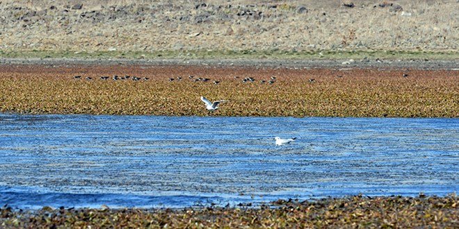 Kularn urak yeri Asboa Gl'nde su 60 metre ekildi