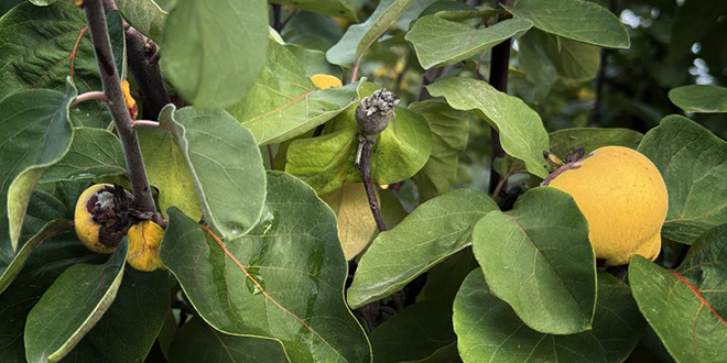 Dallarn altn sarsn don vurdu: 10 dnm tarladan 2 kasa ayva kt - Son Dakika Haber