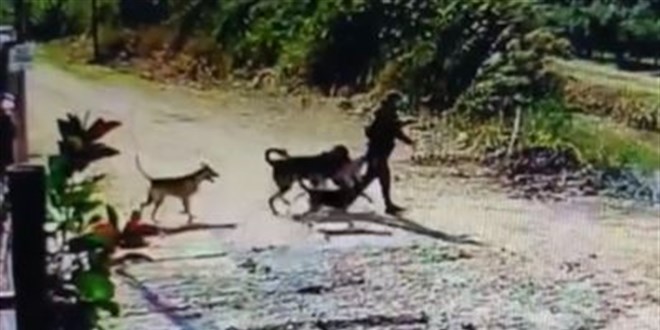 Hatay'da bahedeki kpei ald - Son Dakika Haber