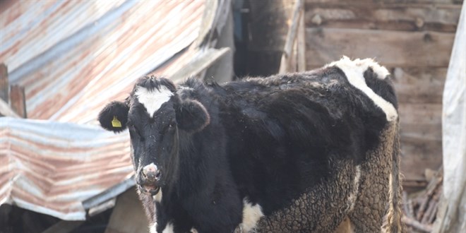 Bolu'da 18 ky ve 4 mahallede ap karantinas