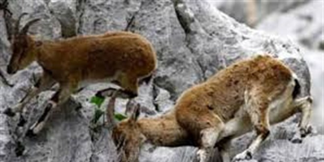 Konya'da 2 yaban keisini ldrenlere 1,9 milyon lira ceza uyguland - Son Dakika Haber