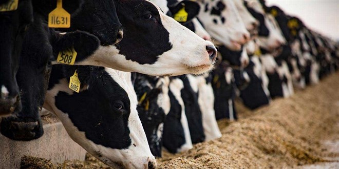 Tarm ve Orman Bakanl duyurdu: ap hastal kontrol altna alnd - Son Dakika Haber