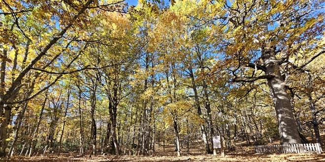 Dnyadaki tek orman! zinsiz giriin cezas 557 bin 212 TL - Son Dakika Haber