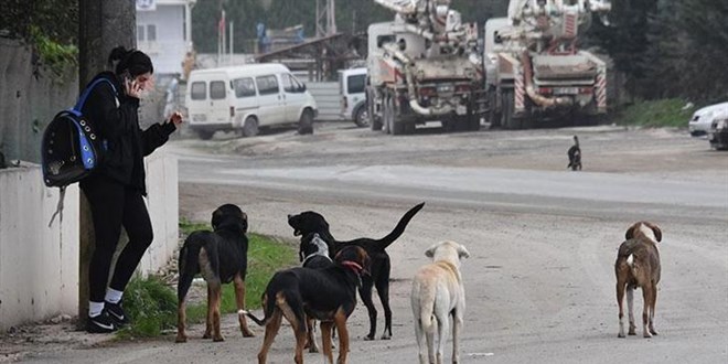 Ankara Valilii babo kpeklerin beslenmesini yasaklad