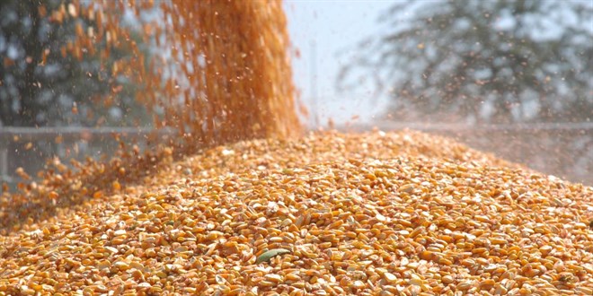 Arpa ve msr ithalatnda tarife kontenjanlar 1 milyon tona ykseltildi