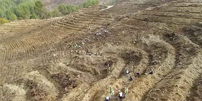 Dalaman'da 6 yl nce dikilen fidanlar ormana dnt