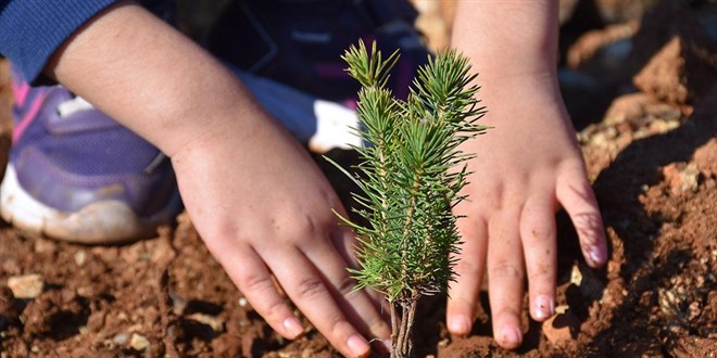 Milyonlarca fidan 11 Kasm'da toprakla buluacak