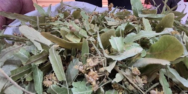 Geen sene altnla yaryordu, bu yl fiyat dt