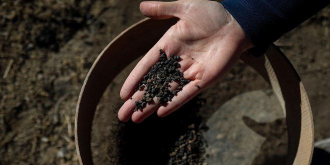 Van'da 5 bin yllk arpa taneleri bulundu