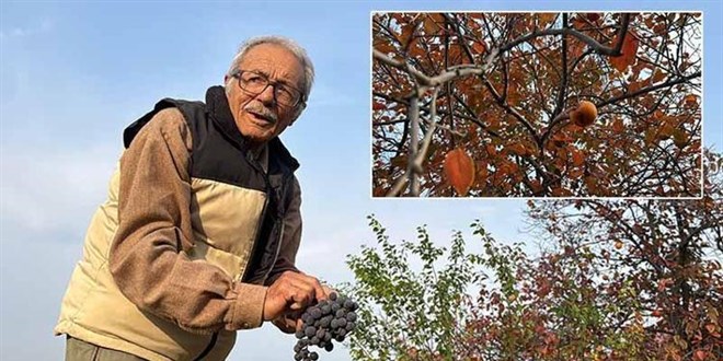 86 yanda, arazisinde 54 farkl organik meyve yetitiriyor