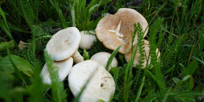 Mantar toplamaya gitti, ormanda kayboldu - Son Dakika Haber