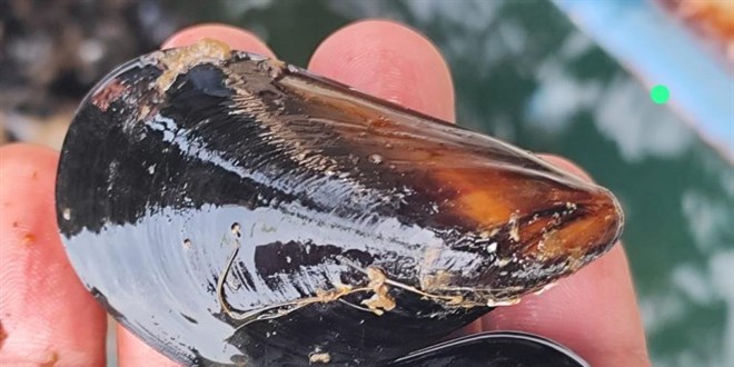 Uzmanlar uyard: Binlerce ton kaak midye tketiliyor!