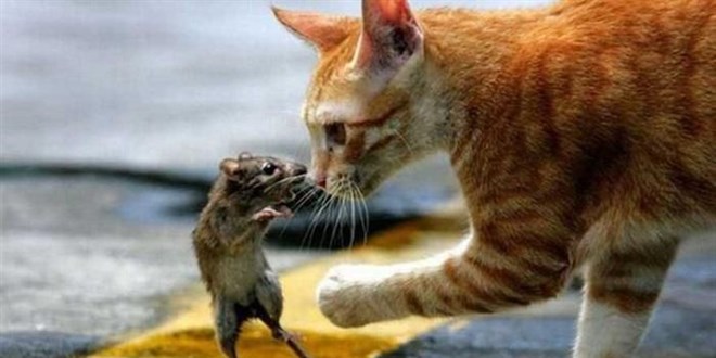 Davut Gl: Kediler fare yakalamay unuttu, mama yiyorlar! - Son Dakika Haber