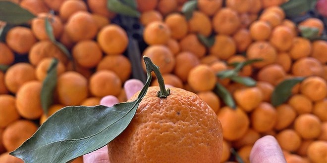 la kalnts bulunan 6 bin 100 kilogram mandalina imha edildi - Son Dakika Haber