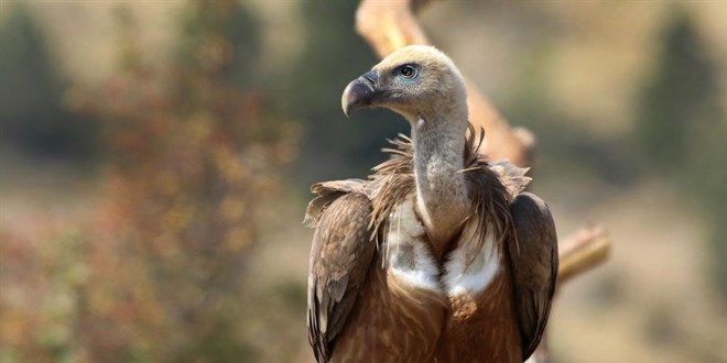 Dnyada sadece 3 noktada var, biri de o ilde: Kemikleri bile yiyorlar! - Son Dakika Haber