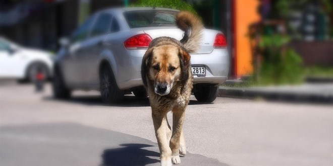 stanbul'da sokak kpeklerini beslemek yasakland - Son Dakika Haber