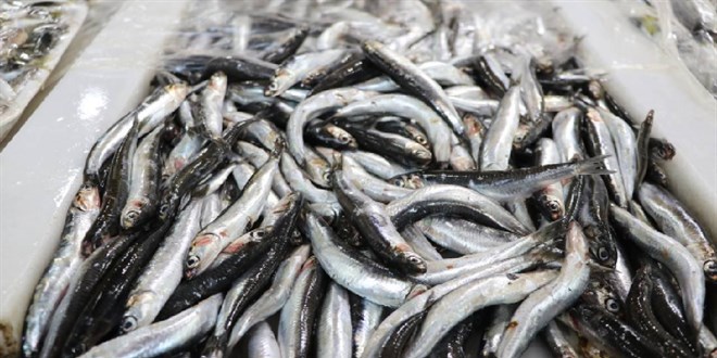 Karadeniz'in hamsisi Avrupa sofralarnda
