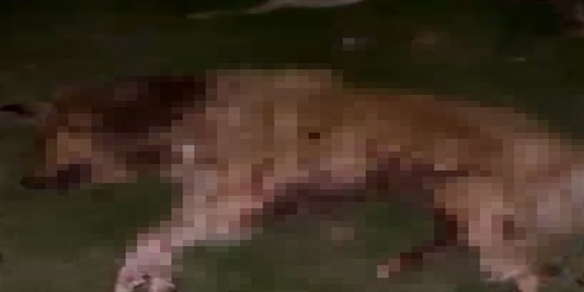 9 kpek tabanca ile vurularak ldrld, Valilik aklama yapt