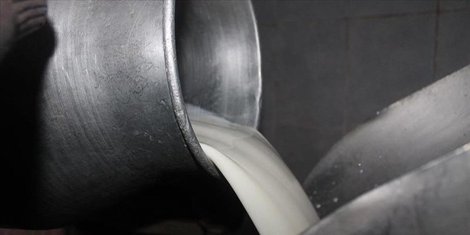 TGEM, ihaleyle 74 bin 665 ton inek st satacak - Son Dakika Haber