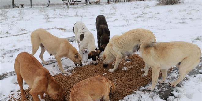 Sokak hayvanlarn beslemek yasak m, cezas var m? - Son Dakika Haber