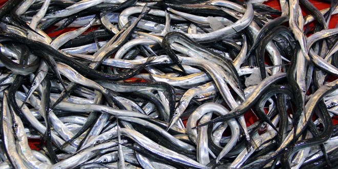 7 balk tr daha tescillendi - Son Dakika Haber