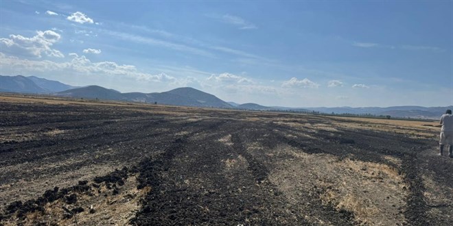 26 kamyon dolusu artma amurunu ak araziye dktler - Son Dakika Haber