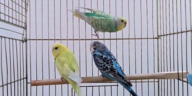 Petshoplarda yaban hayvan sat iin ruhsat art - Son Dakika Haber