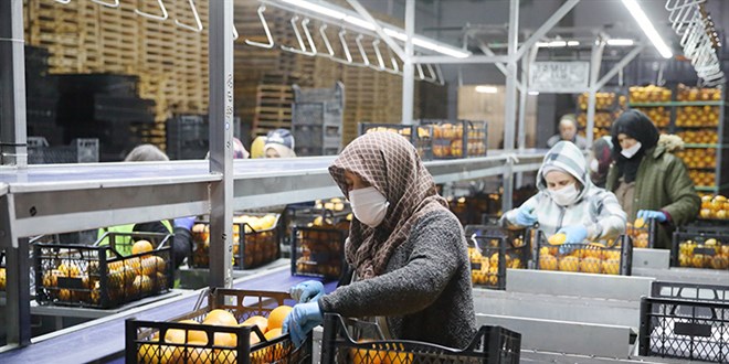 25 lkeye ihracat yapyordu: Sebze-meyve devi iflasn eiinde! - Son Dakika Haber