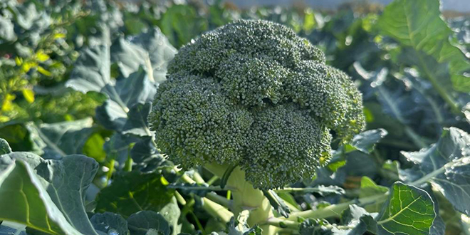 Tarlada 10 TL, 50 km tede 70 TL'ye satlyor