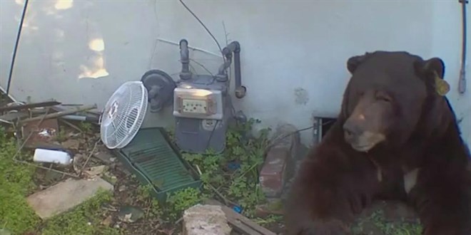 Evinin altndan 200 kiloluk ay kt