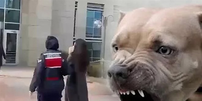 Valilikler, Pitbull kpekleri iin ihbar hatt olutursun!