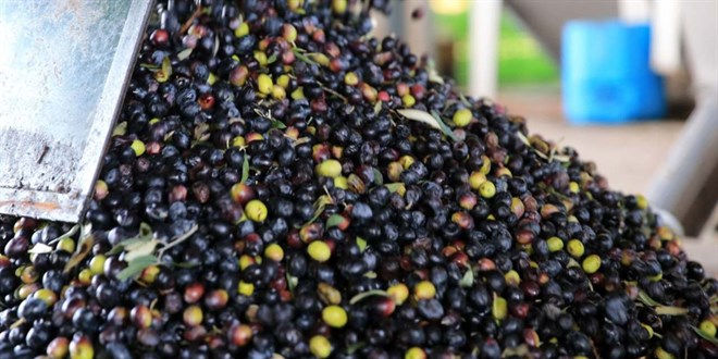 Marmarabirlik 622 milyon TL'lik deme yapacak