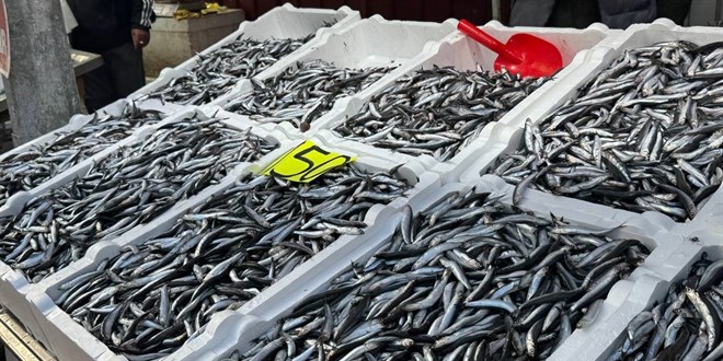 Bolluk sona erdi: Hamsi fiyat e katland - Son Dakika Haber