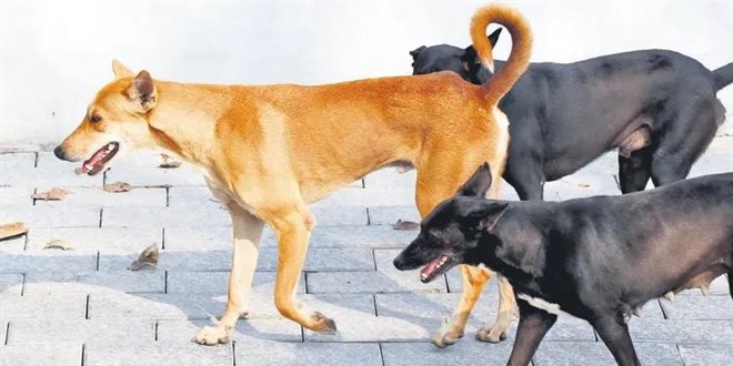 Sokak hayvanlar sorununa bat modelleri: tenazi, ar vergi ve hapis cezas