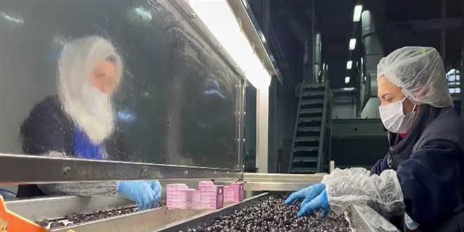 Mehmetiin kumanya zeytini, zel olarak seilip laboratuvarda inceleniyor